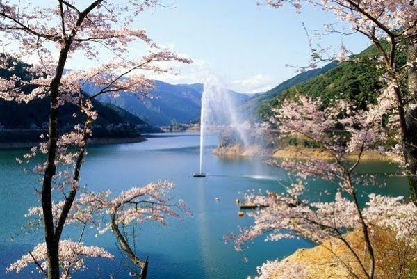 市房ダム湖, 桜, 水上村, 熊本