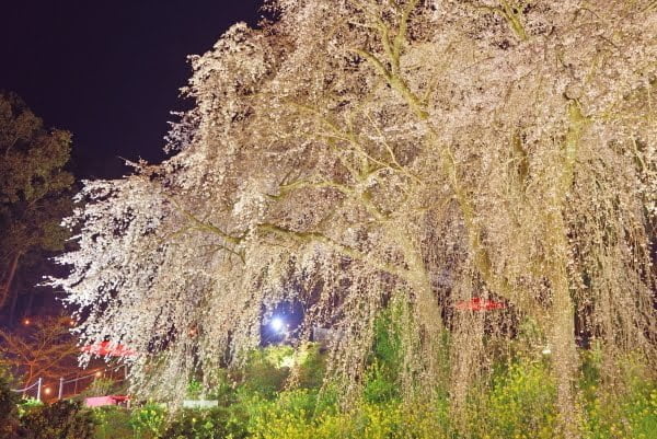 福岡, 法華原華庭園, 身延のしだれ桜