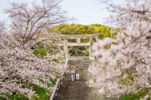 桜, 西公園, 福岡