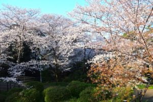 桜, 西公園, 福岡