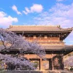 和歌山・岩出市の根来寺の桜2026