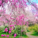 原谷苑｜2023年春の一般公開情報！京都の隠れた桜の名所！見頃・アクセス・駐車場は？