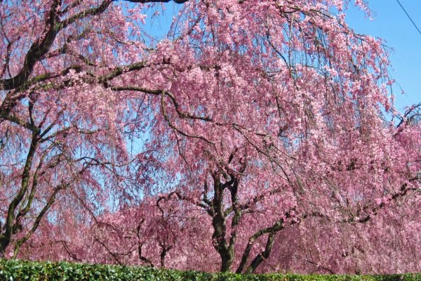 京都, しだれ桜