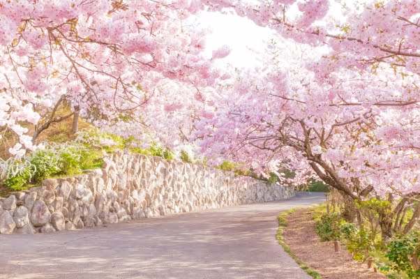 徳島, 八百萬神之御殿の桜