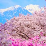 大草城址公園の桜｜残雪の中央アルプスを背景とした桜の絶景！見頃・ライトアップ・アクセス・駐車場は？