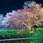 浅井の一本桜｜2024年桜の見頃・ライトアップ・アクセス・駐車場は？山里の池に映える樹齢110年の山桜