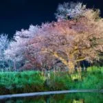 浅井の一本桜｜2024年桜の見頃・ライトアップ・アクセス・駐車場は？山里の池に映える樹齢110年の山桜