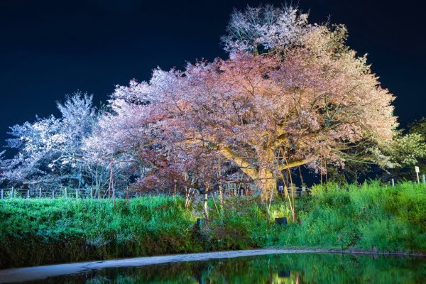 浅井の一本桜, 久留米, 福岡
