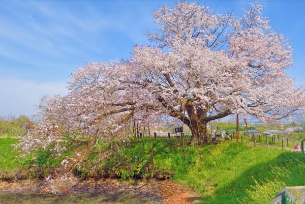 福岡, 久留米, 浅井の一本桜