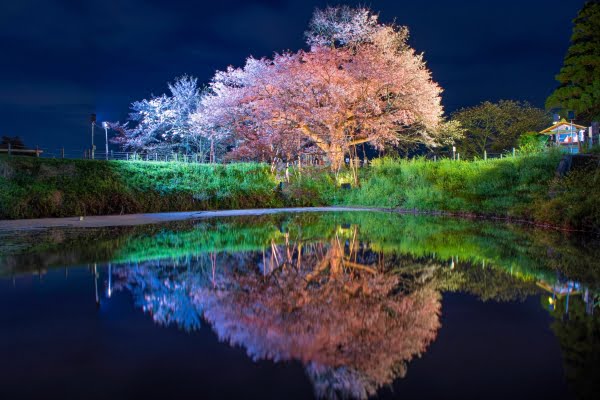 浅井の一本桜, 久留米, 福岡