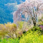 乙津花の里・龍珠院｜東京・あきる野市の隠れた桜の絶景スポット！見頃・アクセス・駐車場は？