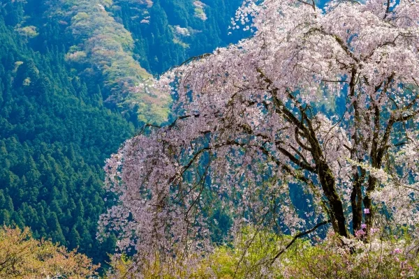 乙津花の里,・龍珠院の桜