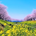 草場川の桜並木｜幻想的なライトアップ！桜と菜の花が美しい福岡・筑前町の桜並木！見頃・アクセス・駐車場は？