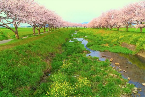福岡, 筑前, 草場川の桜並木