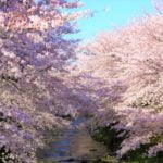 恩田川の桜「町田さくらまつり」｜2024年の桜の見頃・開花状況・アクセス・駐車場は？