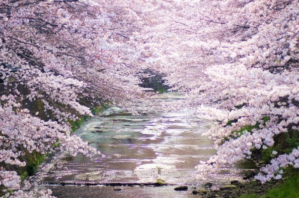 東京, 町田, 恩田川の桜