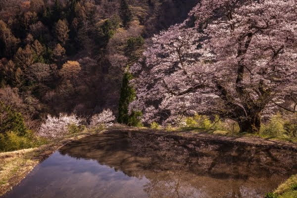 長野, 駒つなぎの桜