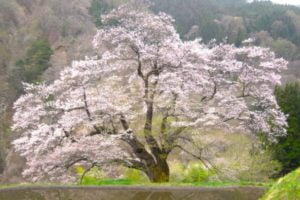 駒つなぎの桜, 阿智村, 長野