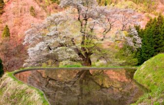 長野, 駒つなぎの桜