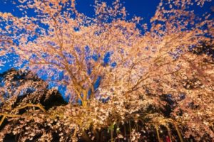 東京, 六義園, 桜
