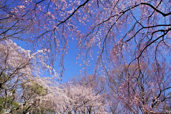 東京, 六義園の桜