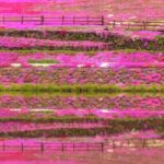 國田家の芝桜｜ピンクのグラデーションが美しい芝桜の絶景！見頃・アクセス・駐車場は？