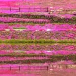 國田家の芝桜｜2024年芝桜の見頃・開花情報・アクセス・駐車場は？ピンクのグラデーションが美しい芝桜の絶景