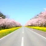 大潟村・桜と菜の花ロード「桜と菜の花まつり」｜2024年の桜の見頃・開花情報・アクセス・駐車場は？