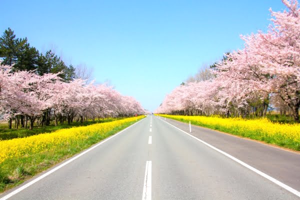 秋田, 大潟村, 桜と菜の花ロード