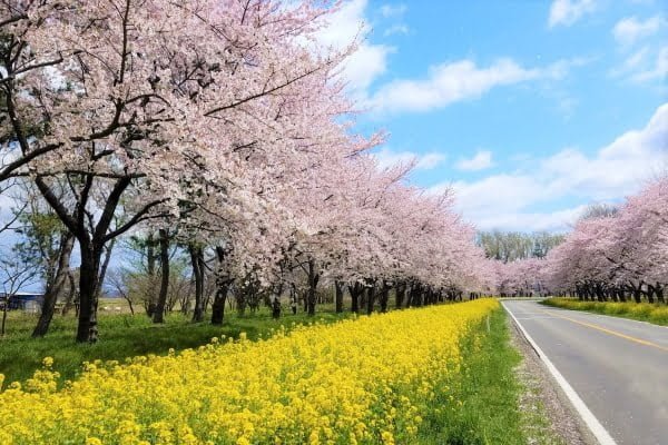 秋田, 大潟村, 桜と菜の花ロード