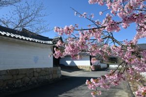 勧修寺, 京都, 桜