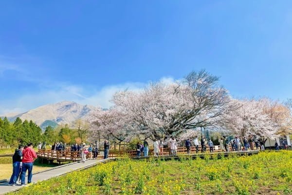 一心行の大桜, 南阿蘇, 熊本