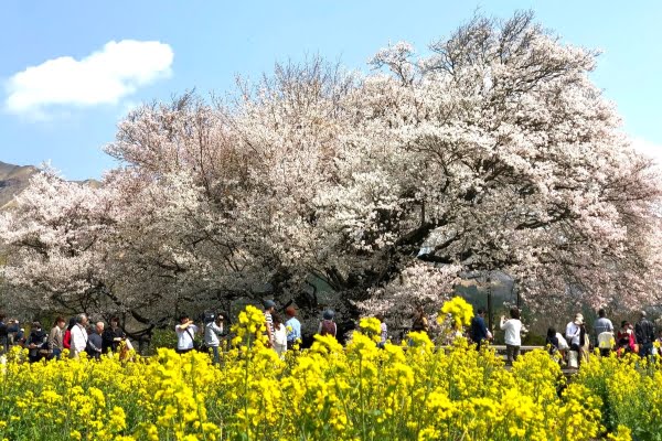 一心行の大桜, 熊本, 南阿蘇