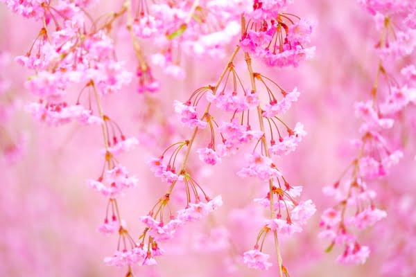 奈良, 天空の庭「高見の郷」のしだれ桜