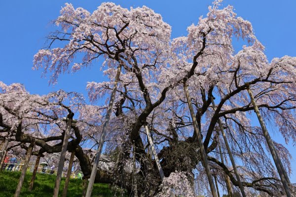 福島, 三春滝桜