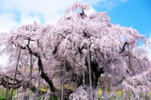 三春滝桜, 福島