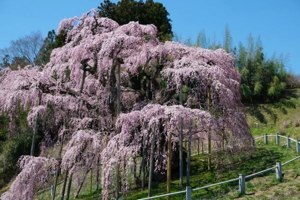 福島, 三春滝桜