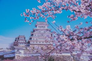 姫路城, 桜