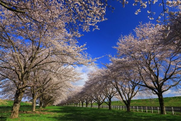 岩手, 奥州, 水沢競馬場の桜並木
