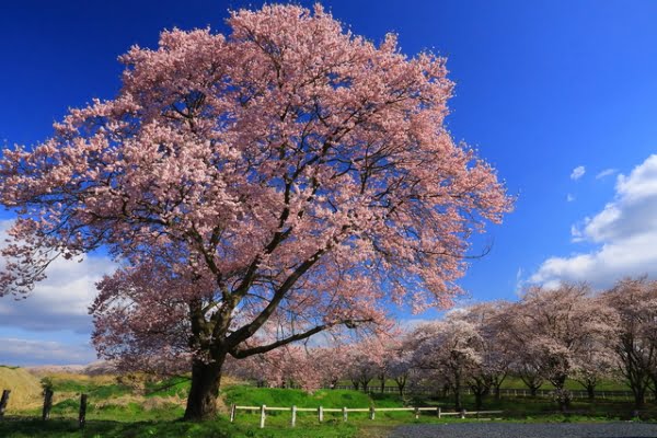 岩手, 奥州, 水沢競馬場の桜並木