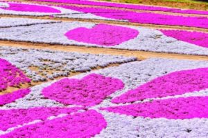 広島, 花夢の里, 芝桜とネモフィラの丘
