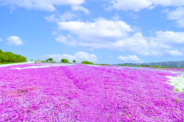 世羅高原, 花夢の里・芝桜とネモフィラの丘, 広島