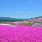 愛知, 茶臼山高原「芝桜の丘」
