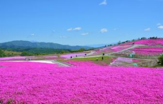 愛知, 茶臼山高原「芝桜の丘」
