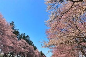 二十間道路桜並木「しずない桜まつり」, 静内町, 北海道