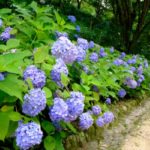 神戸市立森林植物園「森の中のあじさい散策」｜2024年紫陽花の見頃・開花状況・アクセス・駐車場は？