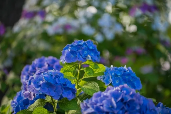 御裳神社のアジサイ