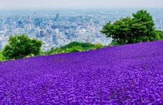 幌見峠ラベンダー園