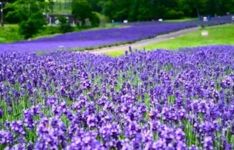 たんばらラベンダーパーク