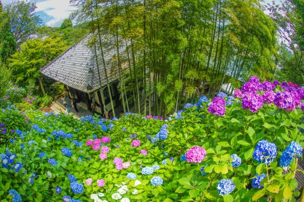 鎌倉, 長谷寺の紫陽花